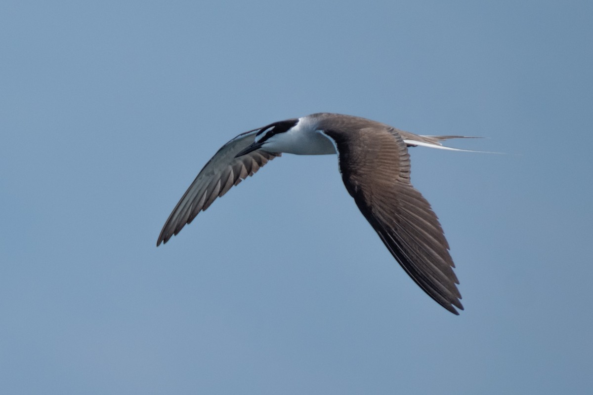 Bridled Tern - ML620461722