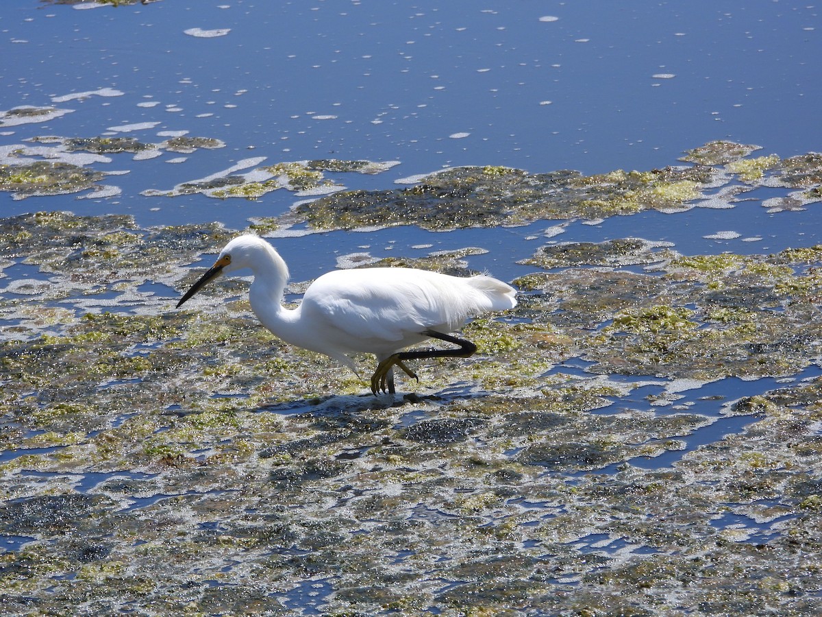 Snowy Egret - ML620461725