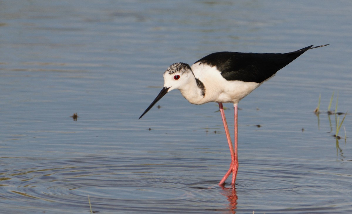 Black-winged Stilt - ML620461729