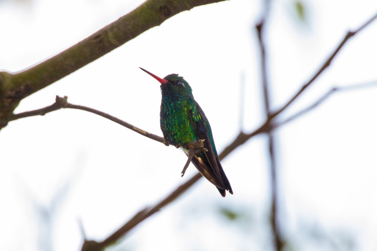 Glittering-bellied Emerald - ML620461736