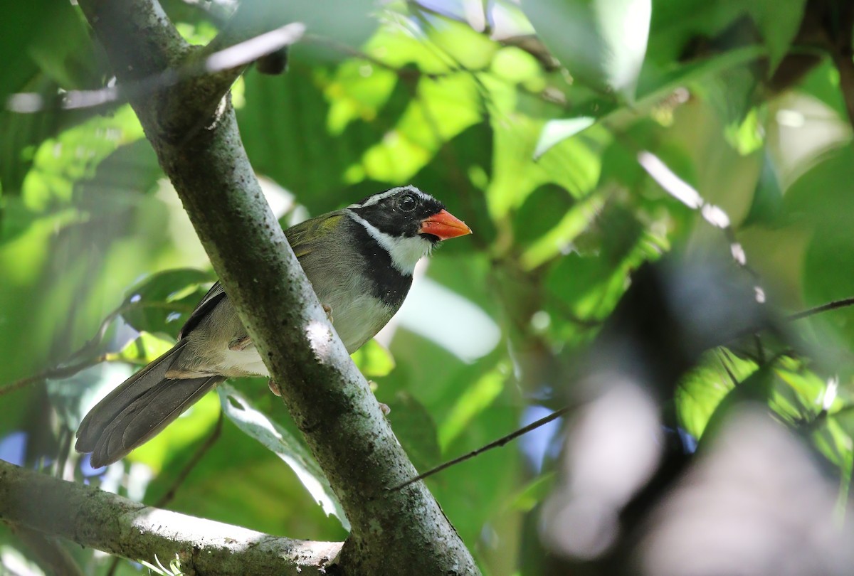 Orange-billed Sparrow - Richard Greenhalgh