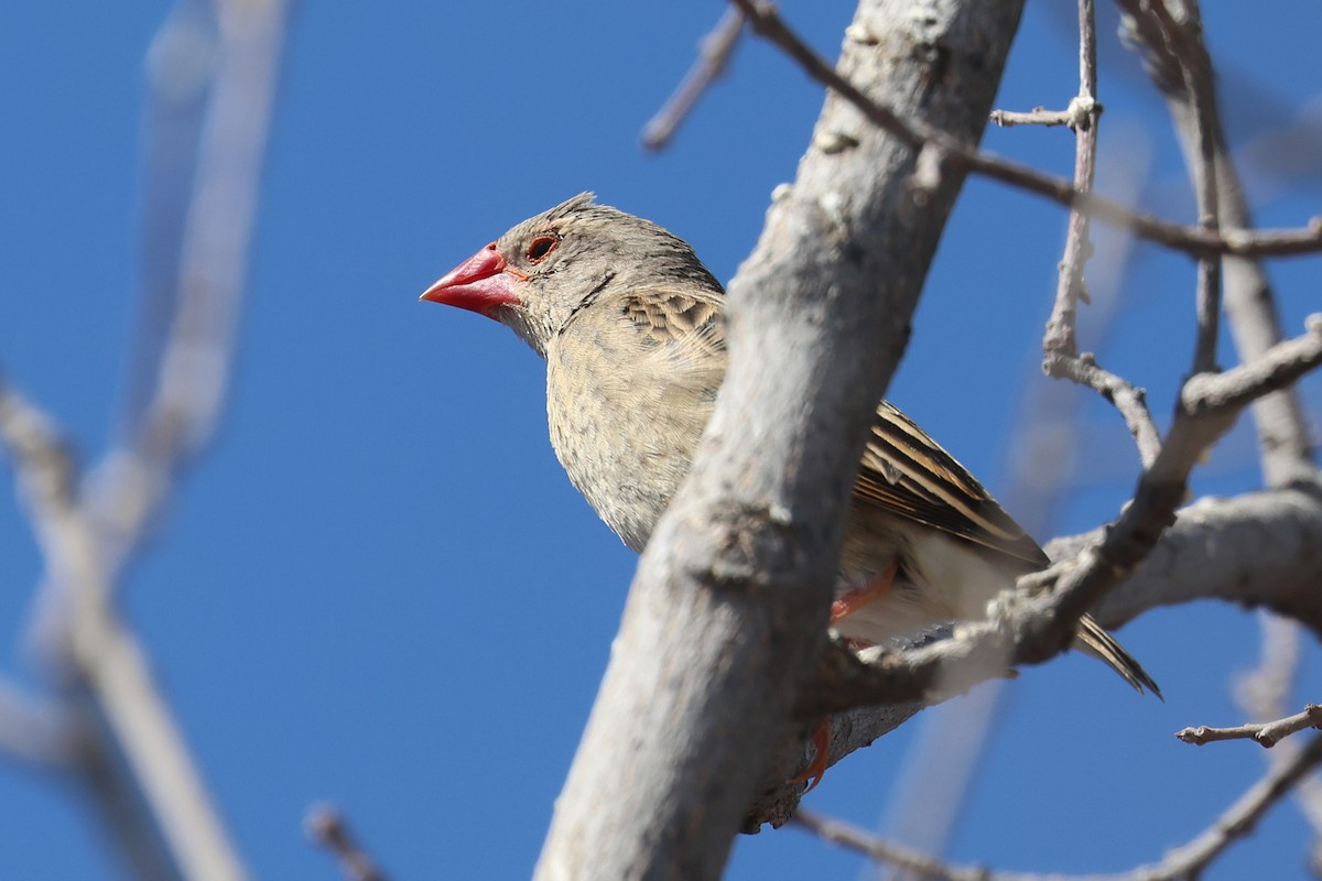 Travailleur à bec rouge - ML620461741