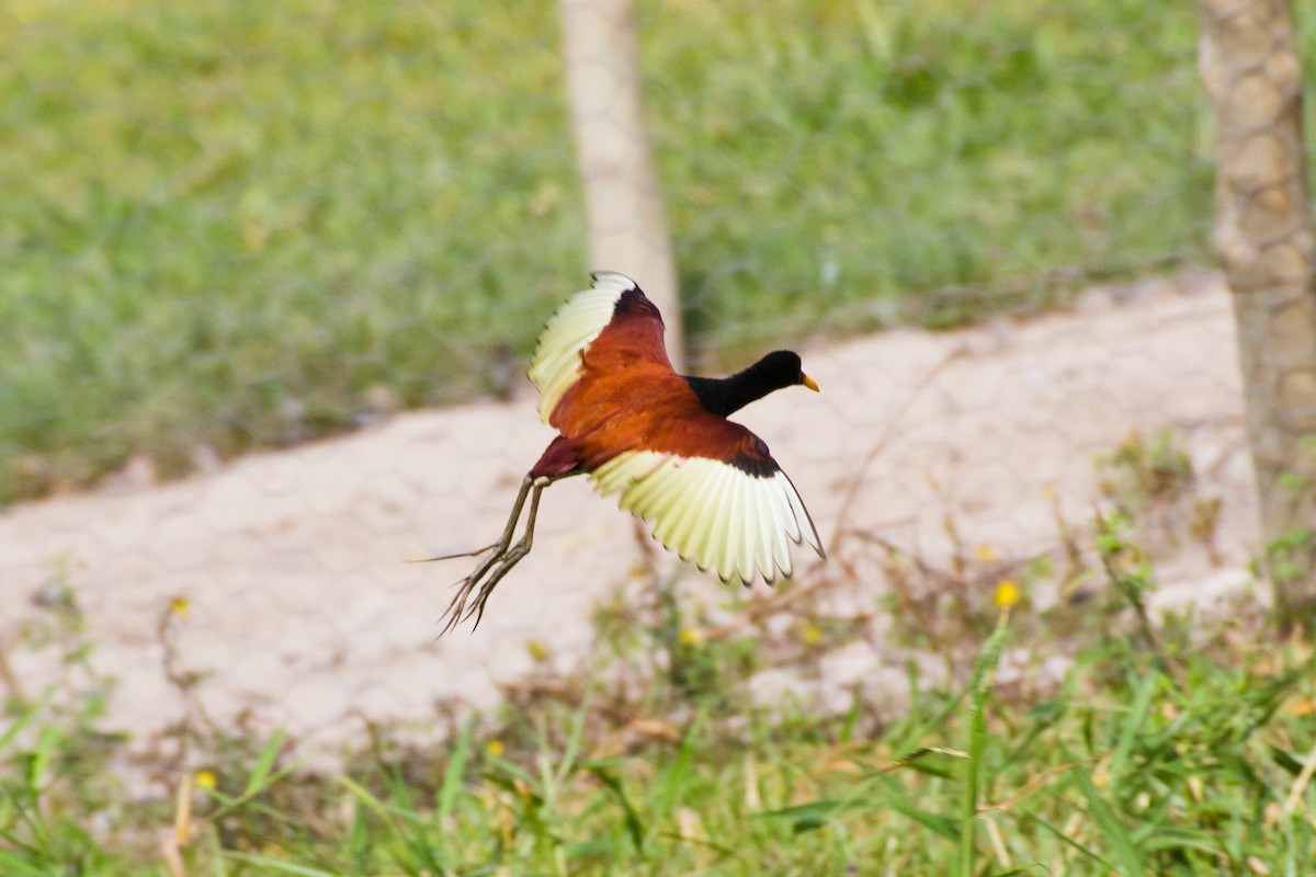 Jacana Suramericana - ML620461743