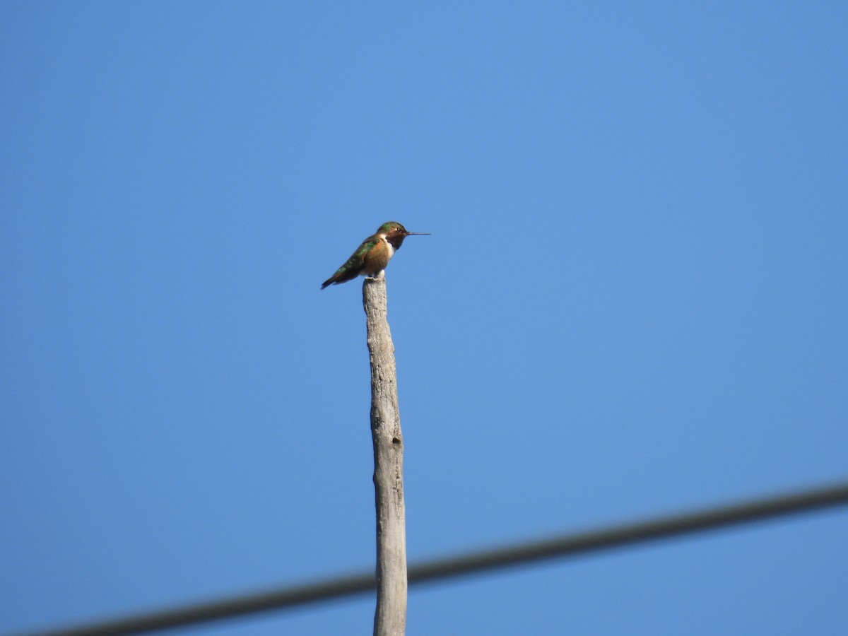 Rufous Hummingbird - ML620461751
