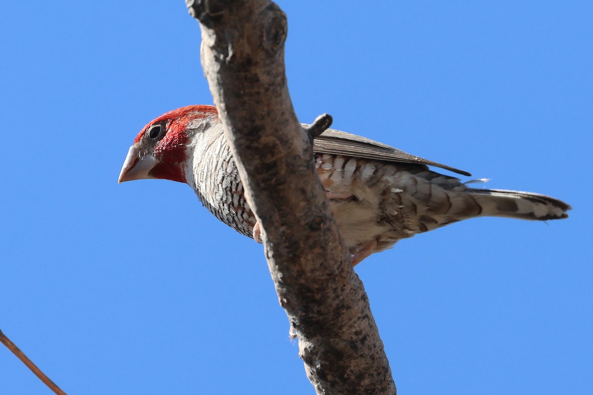 Amadine à tête rouge - ML620461753