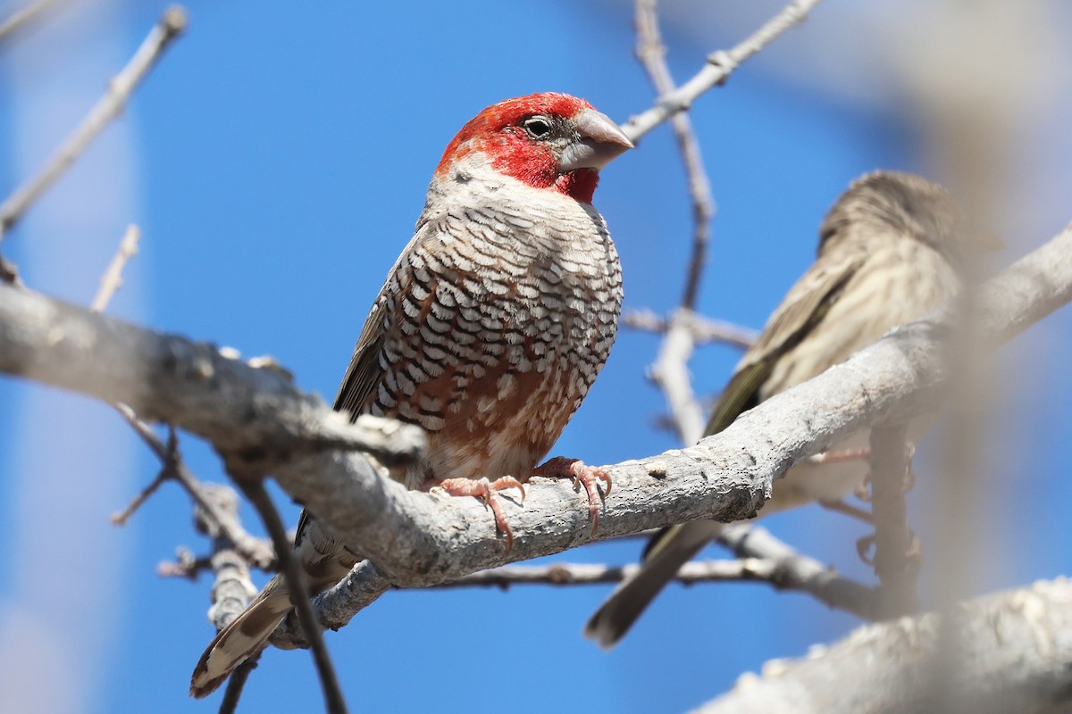 Red-headed Finch - ML620461754