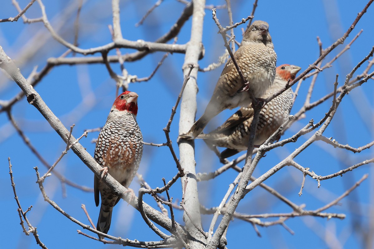 Red-headed Finch - Benoit Maire