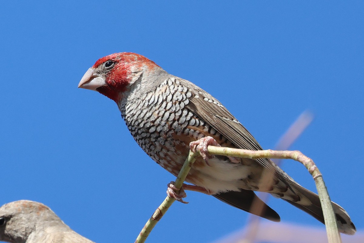 Red-headed Finch - ML620461758