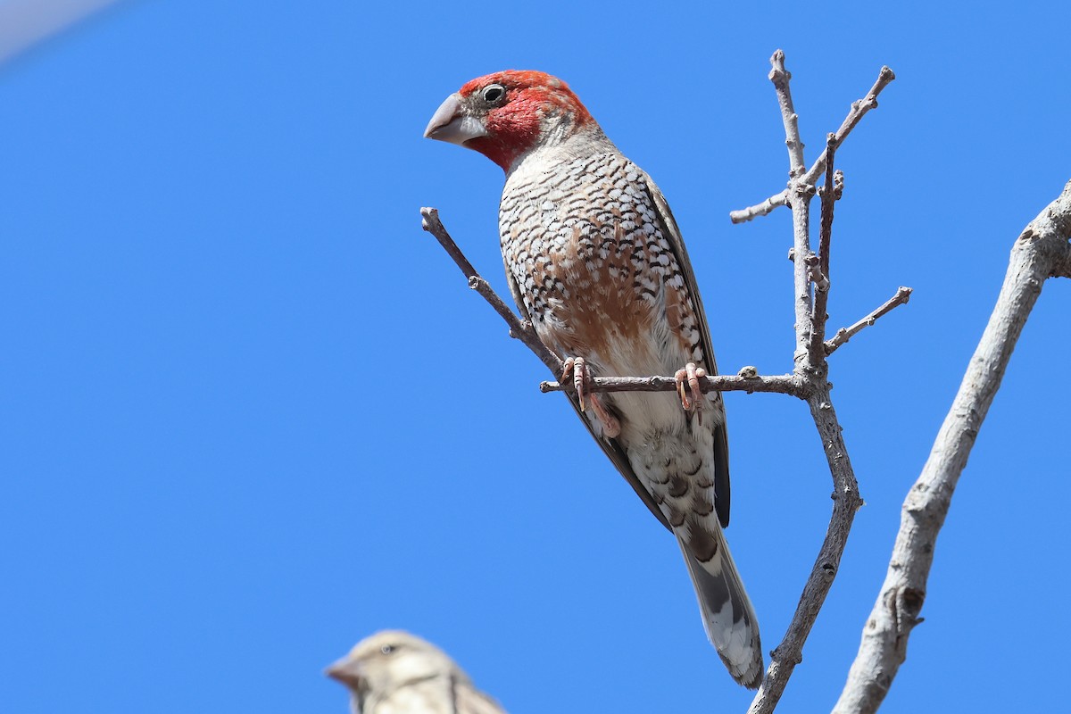 Red-headed Finch - ML620461760