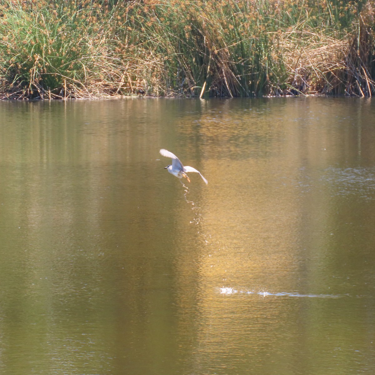 Black-crowned Night Heron - Brian Nothhelfer