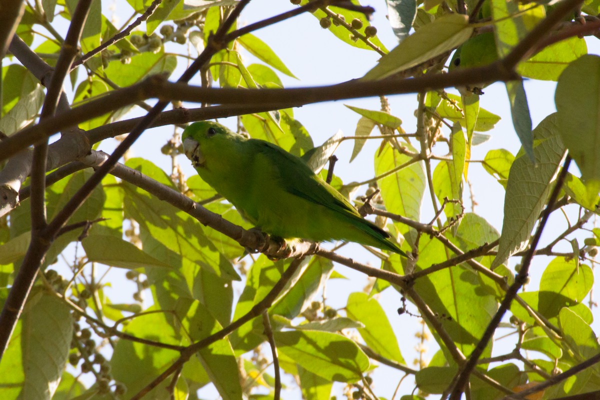 Blauflügel-Sperlingspapagei - ML620461786