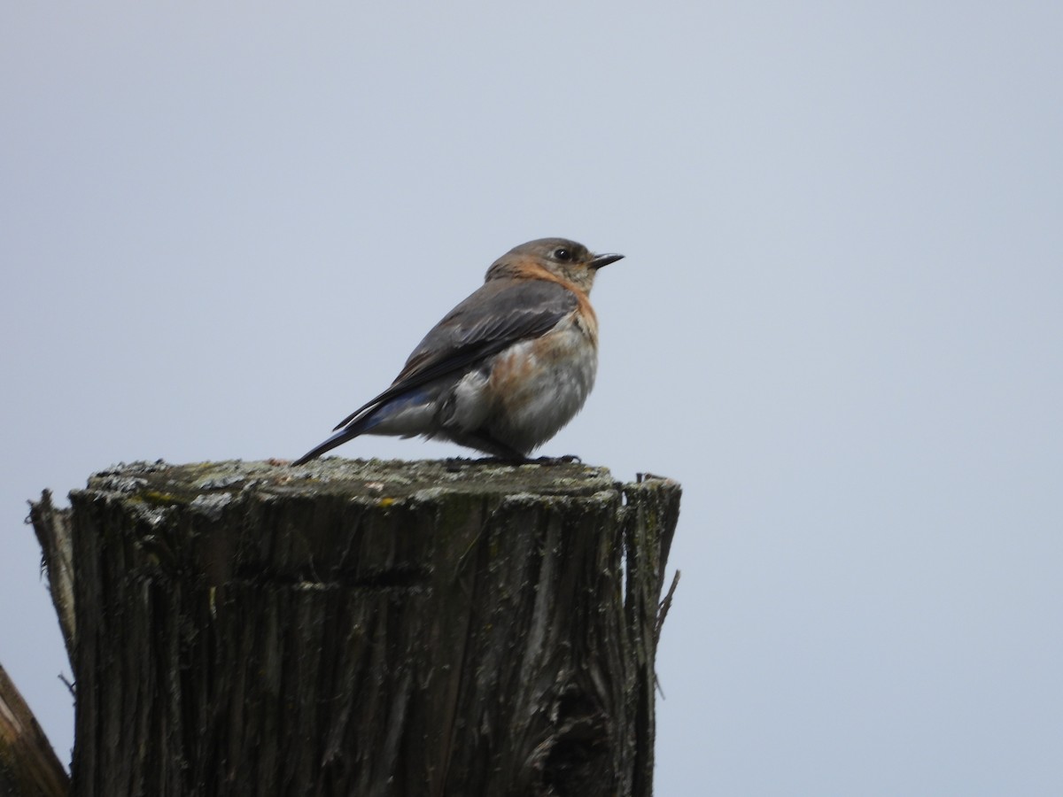 Eastern Bluebird - Chantal Côté