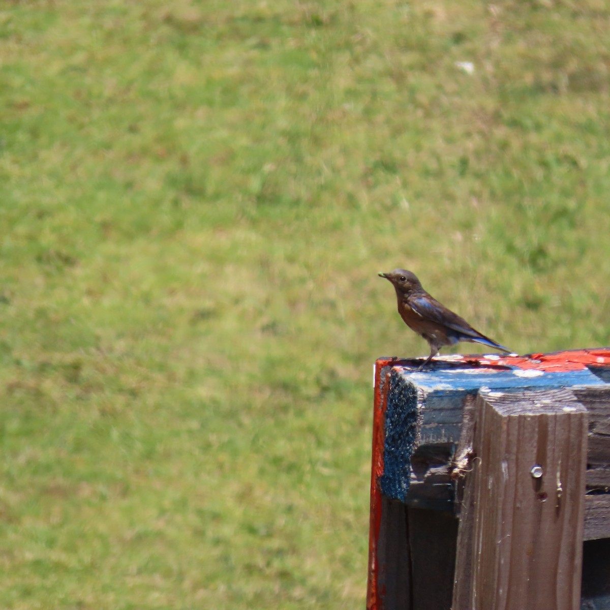 Western Bluebird - ML620461790