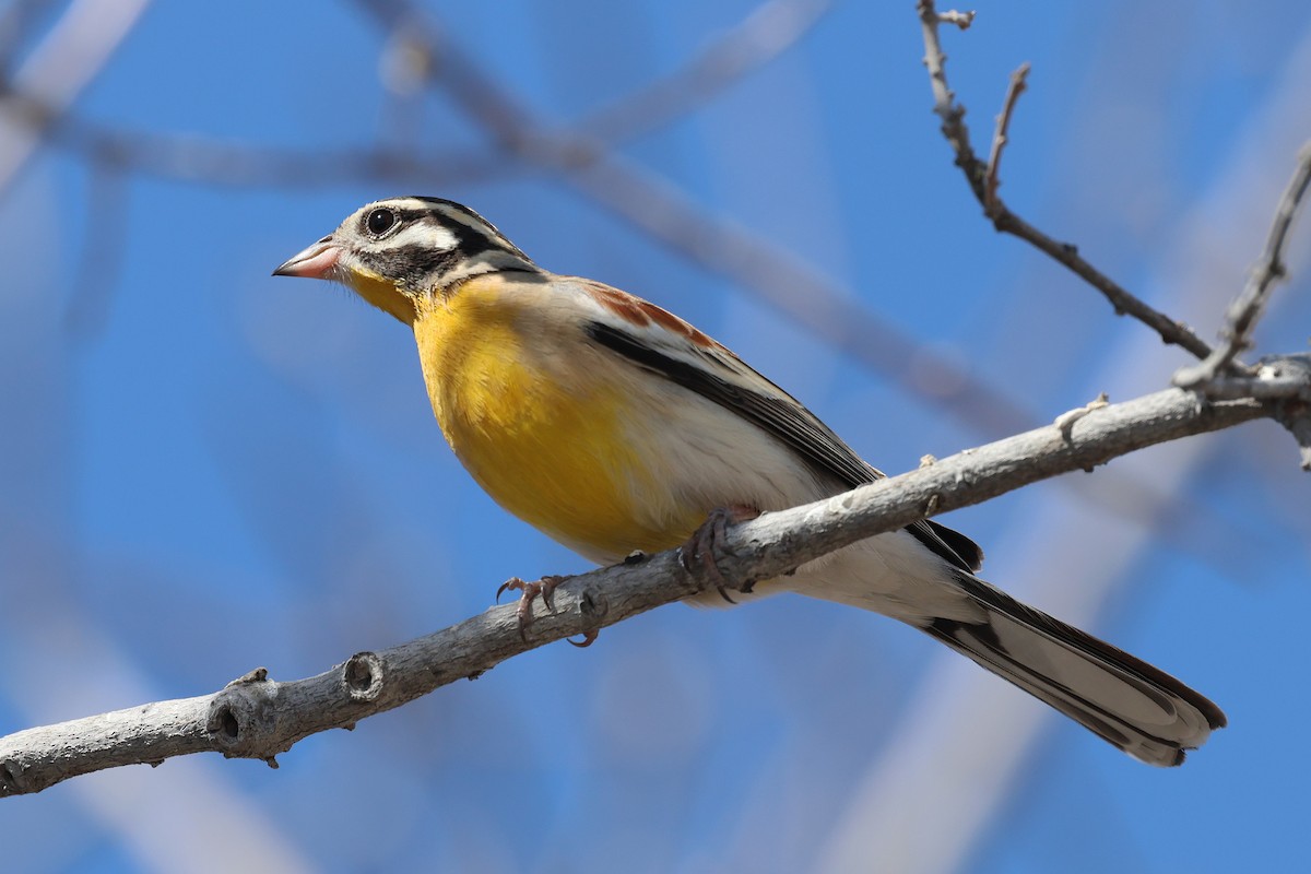 Golden-breasted Bunting - ML620461794