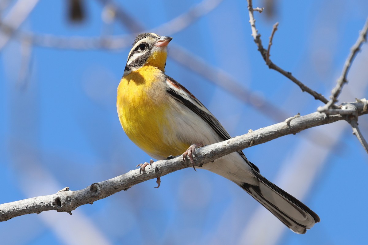 Golden-breasted Bunting - ML620461796