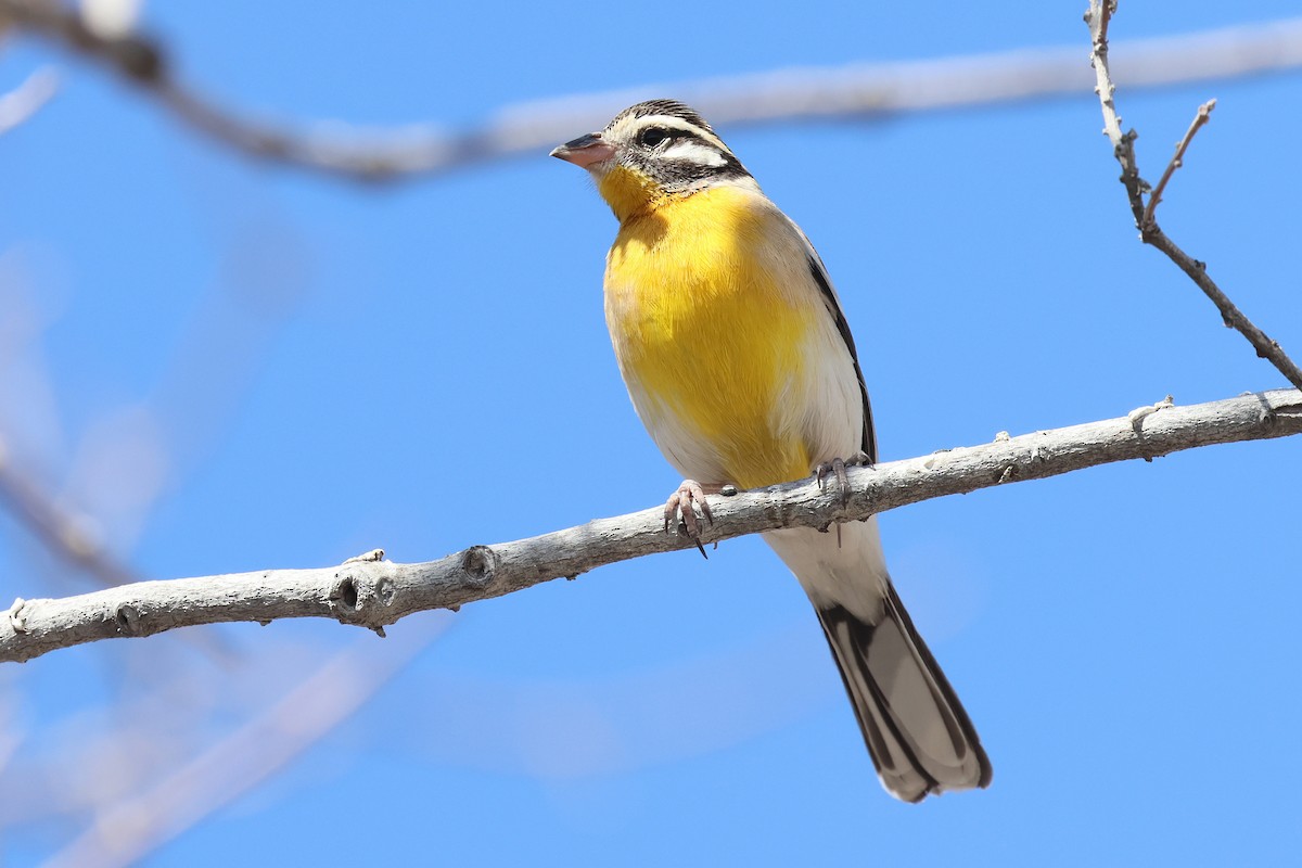 Golden-breasted Bunting - ML620461797