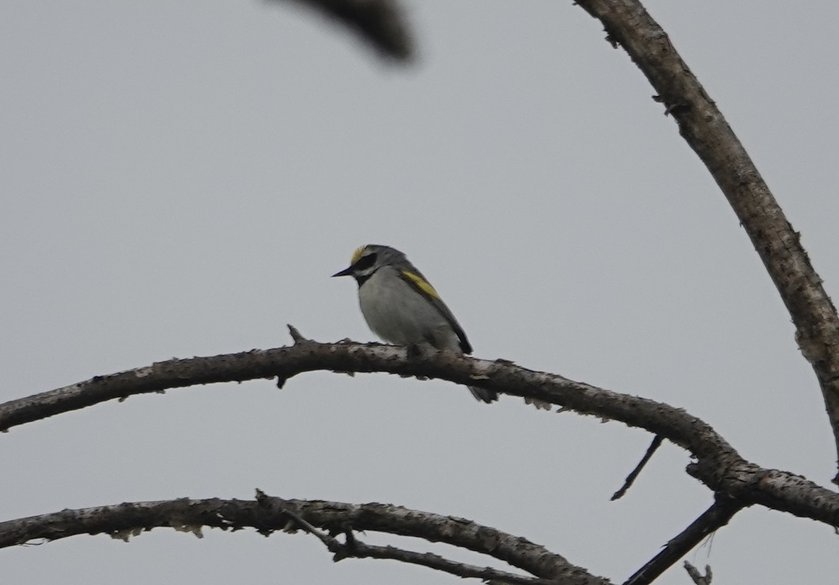 Golden-winged Warbler - Edward Buckler