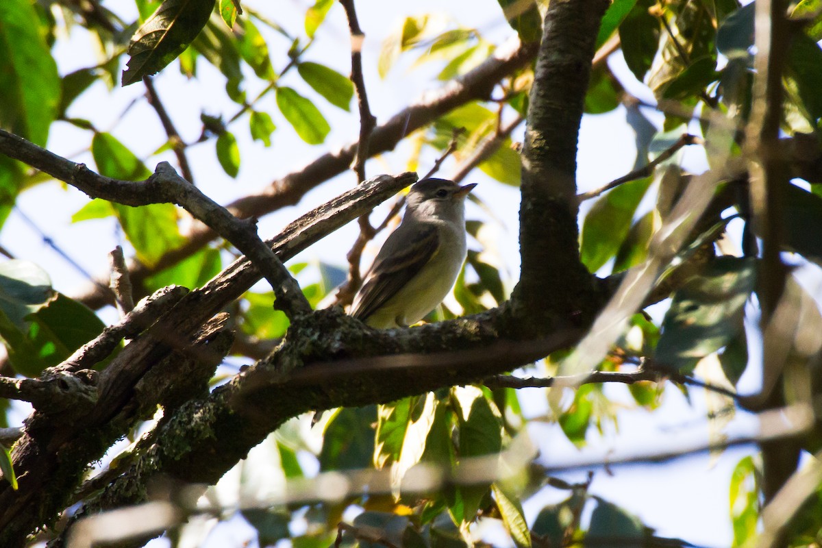 Tyranneau passegris - ML620461822