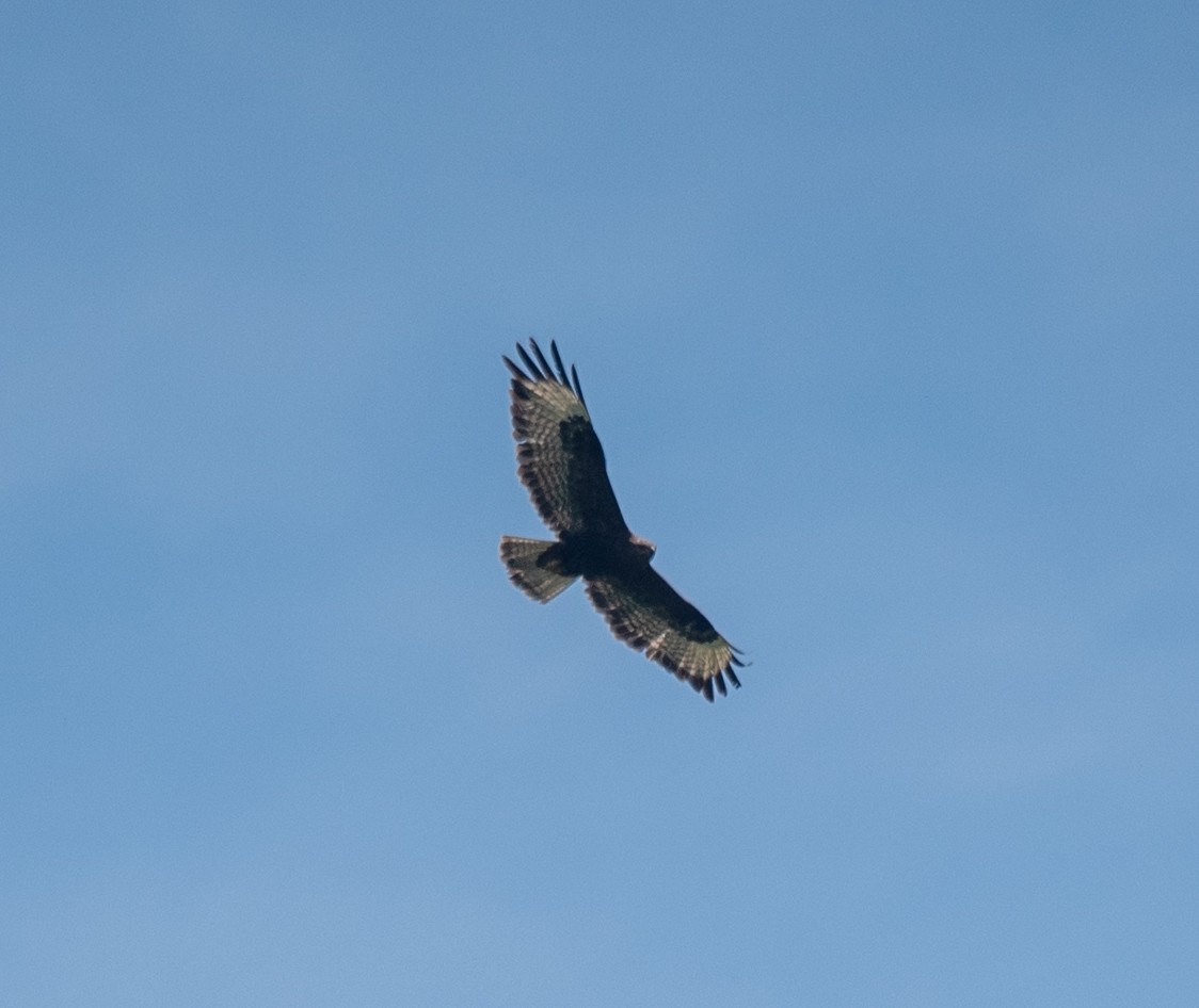 Common Buzzard (Steppe) - ML620461823