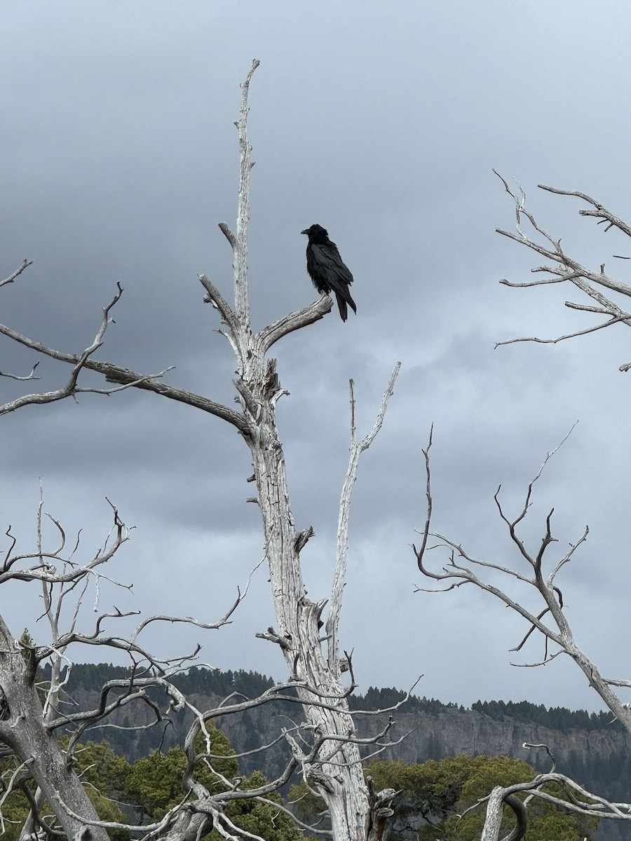 Common Raven - ML620461824