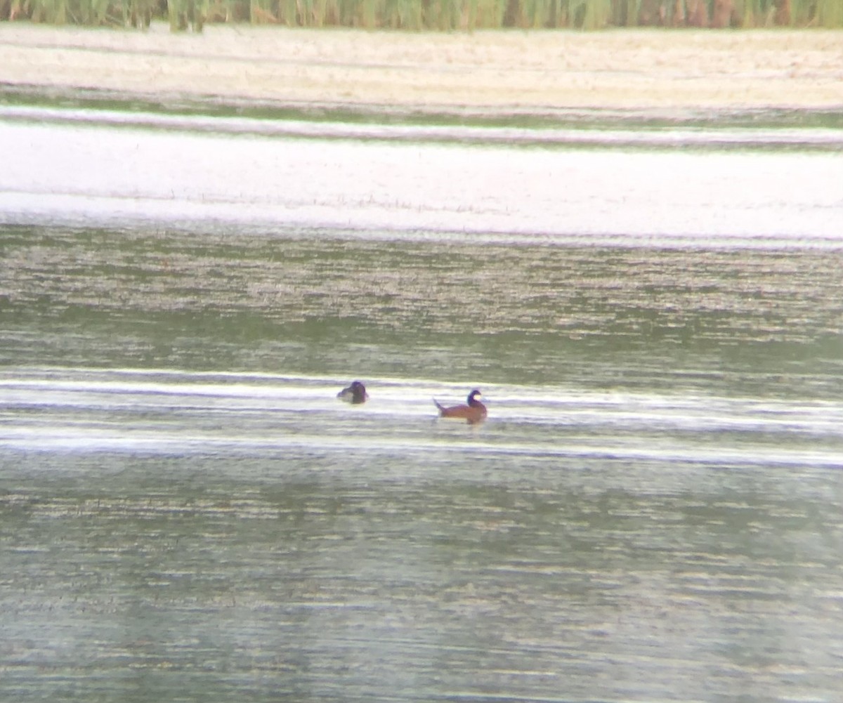 Ruddy Duck - ML620461827