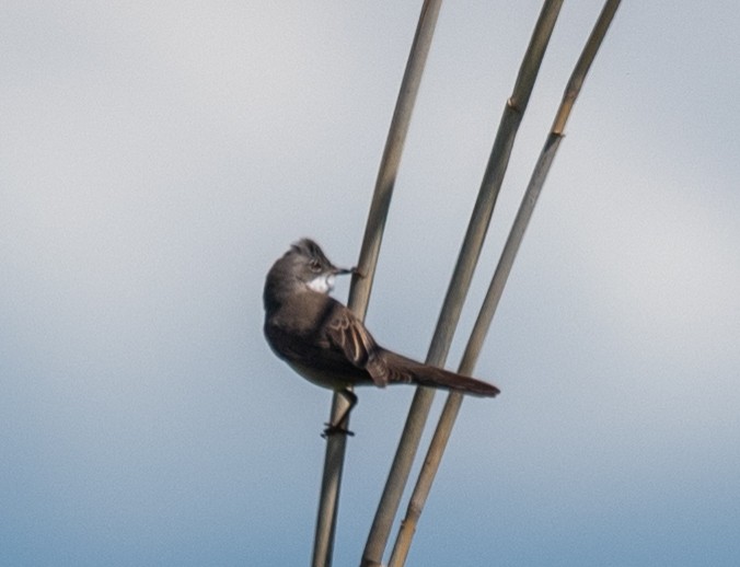 Greater Whitethroat - Clive Harris