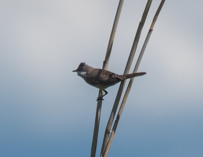 Greater Whitethroat - Clive Harris