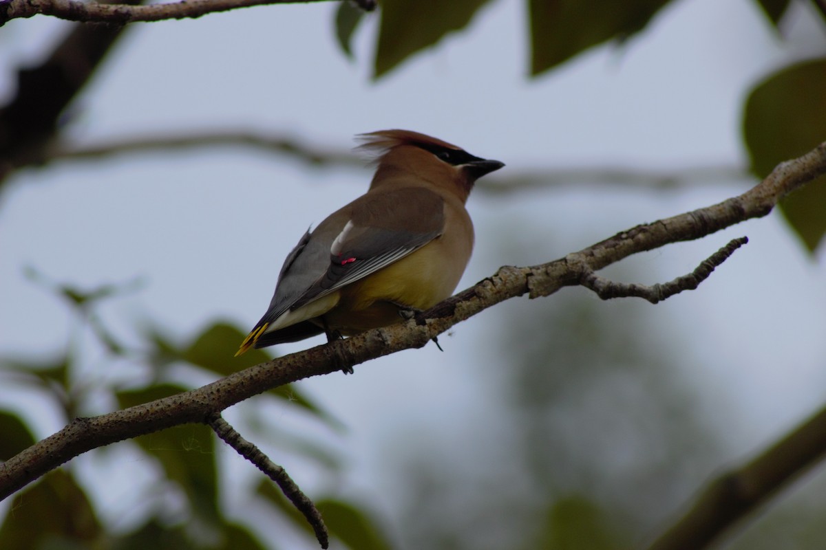 Cedar Waxwing - ML620461830