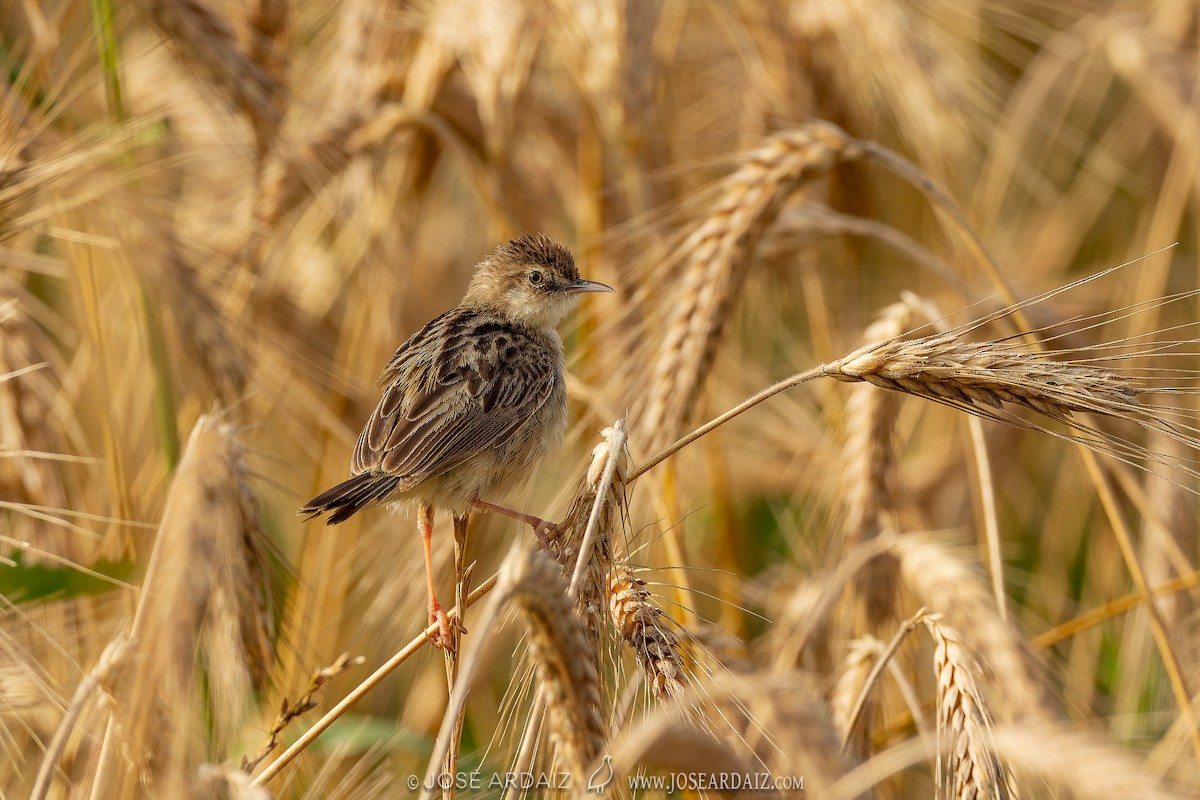 Zitting Cisticola - José Ardaiz Ganuza