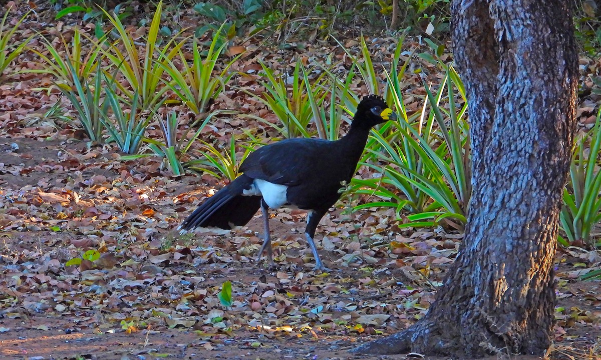 Bare-faced Curassow - ML620461835