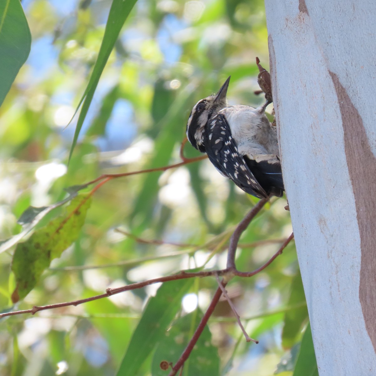 Downy Woodpecker - Brian Nothhelfer