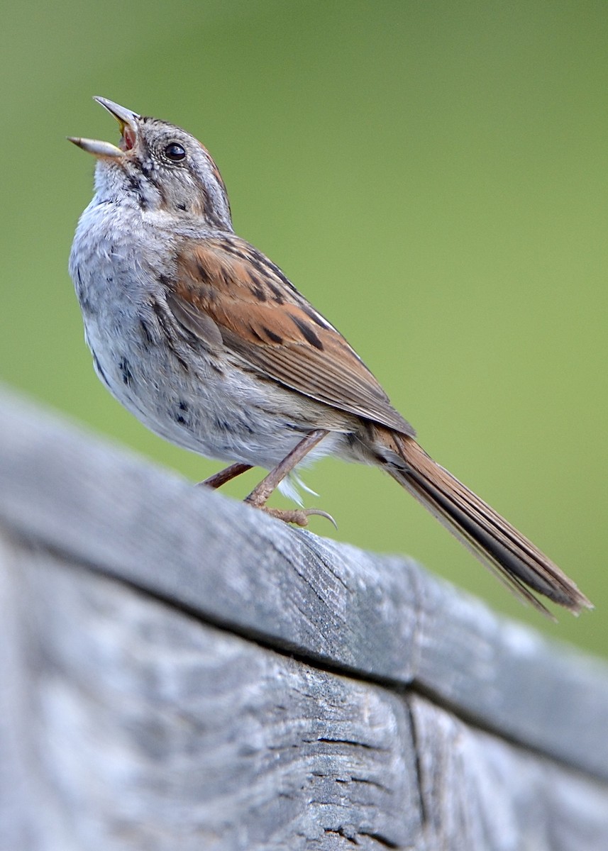 Swamp Sparrow - ML620461838