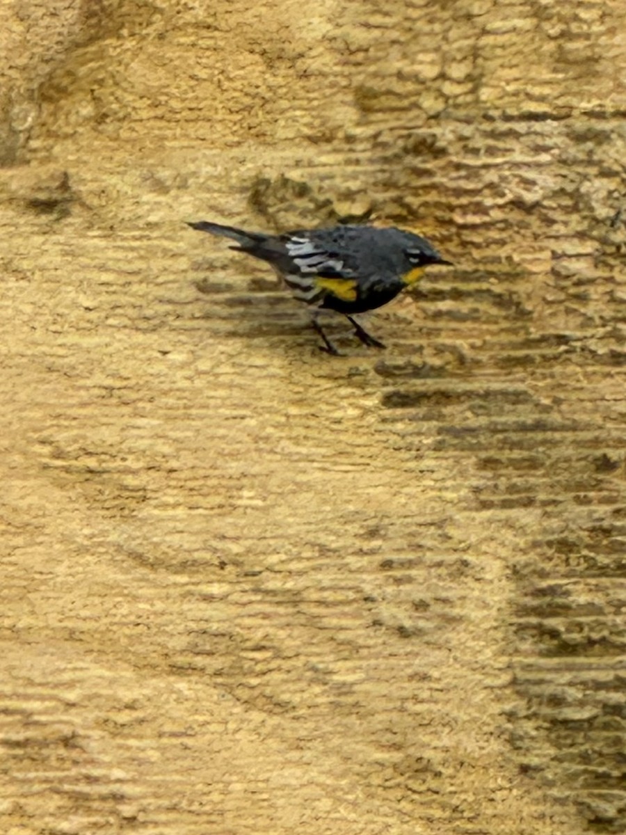 Yellow-rumped Warbler - ML620461840