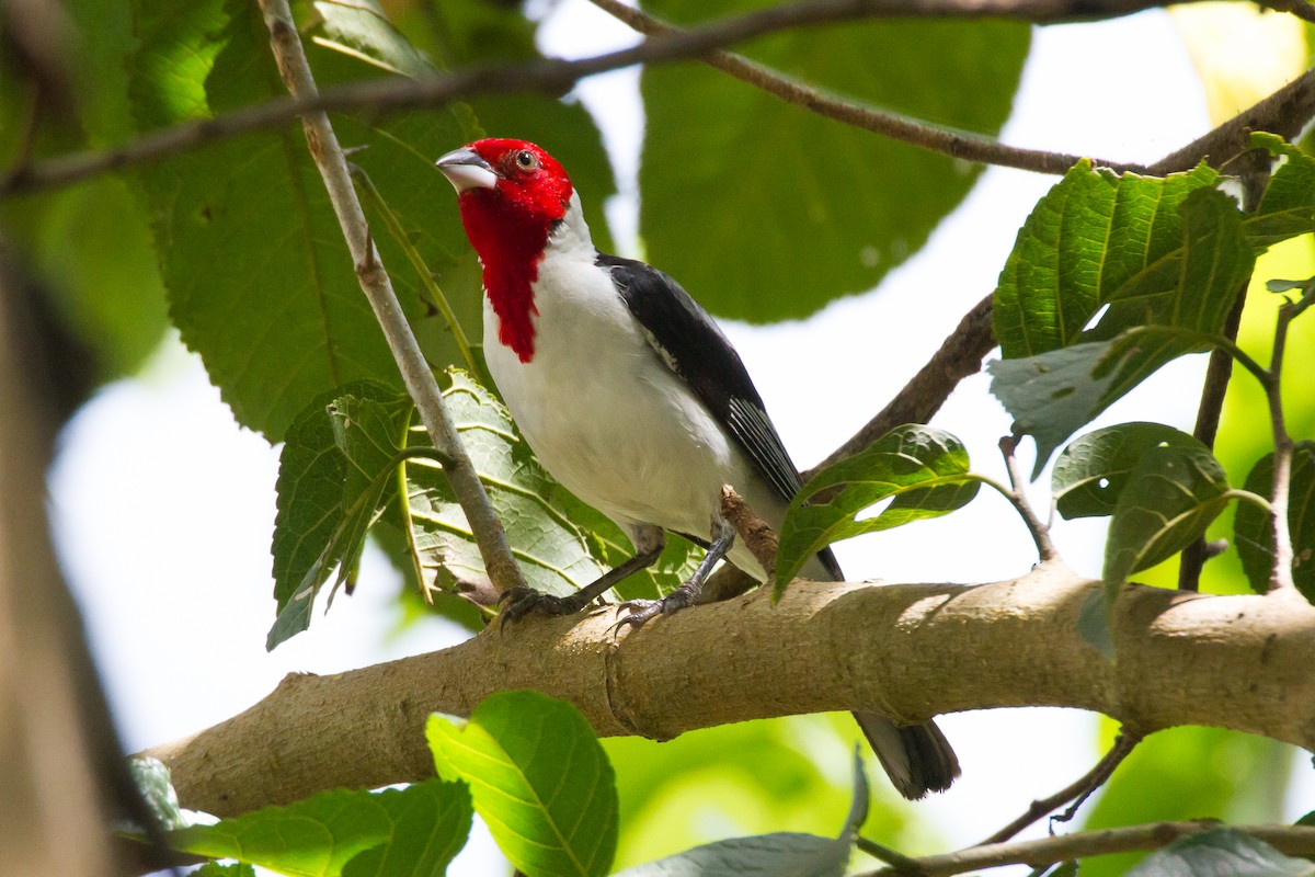 Red-cowled Cardinal - ML620461842