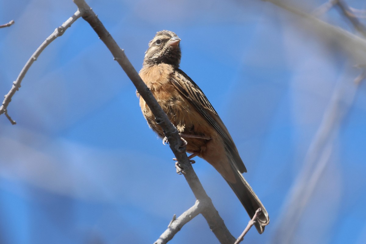 Cinnamon-breasted Bunting - ML620461846