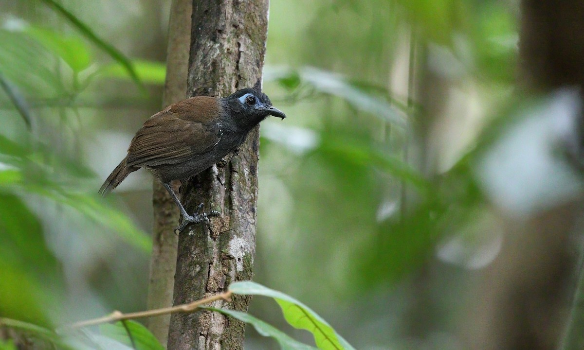 Braunrücken-Ameisenvogel - ML620461851