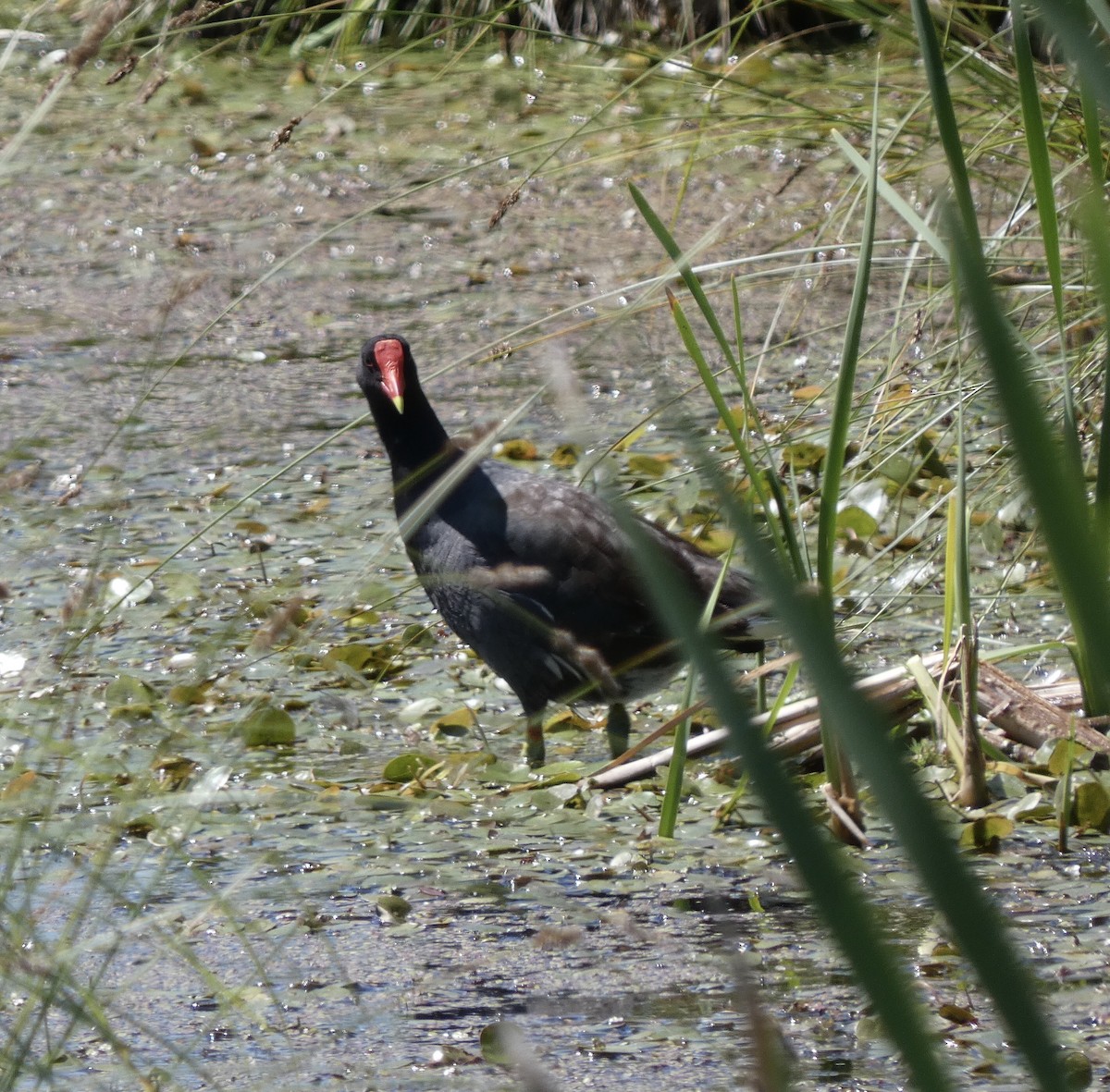 Common Gallinule - ML620461852