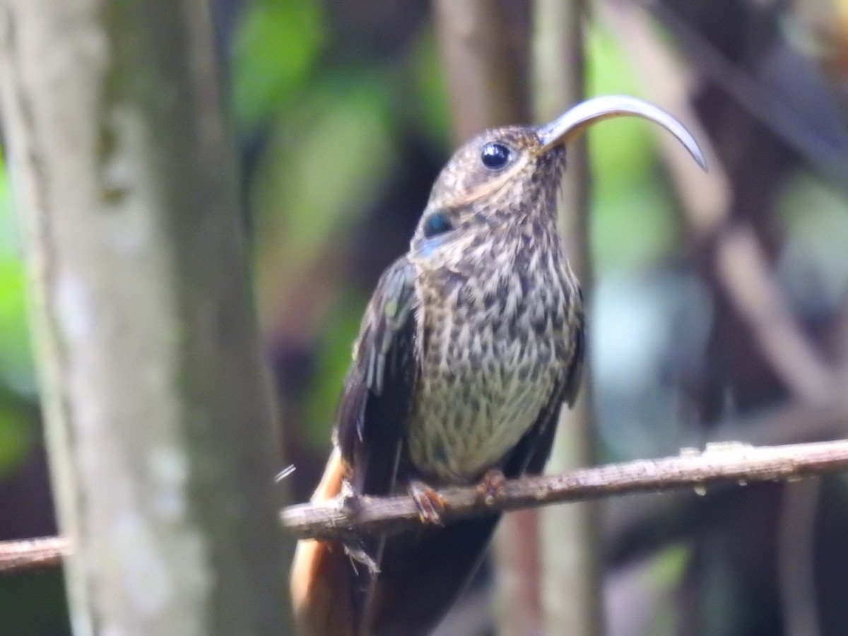 Buff-tailed Sicklebill - ML620461861