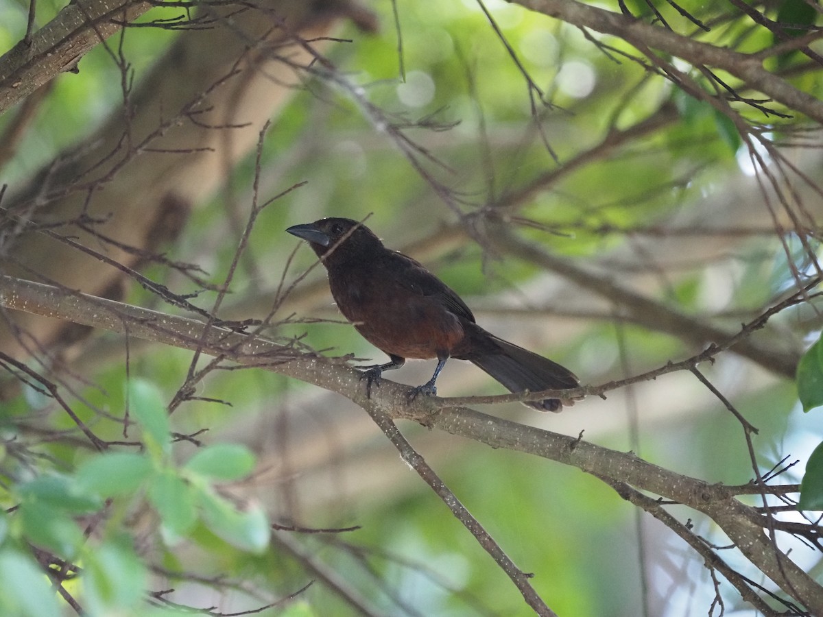 Silver-beaked Tanager - ML620461868