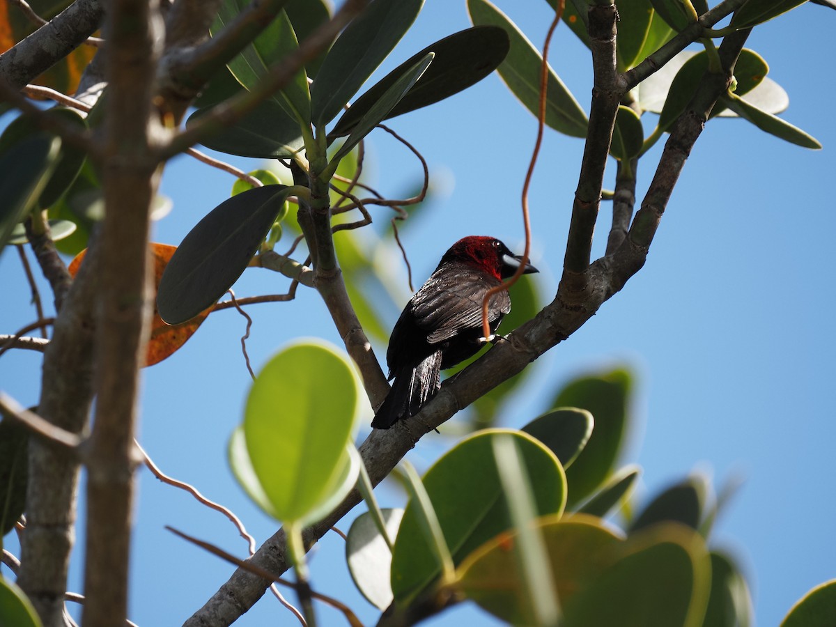 Silver-beaked Tanager - ML620461869