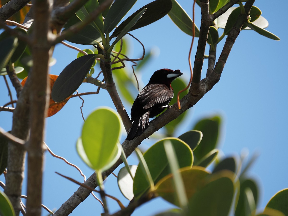 Silver-beaked Tanager - ML620461870