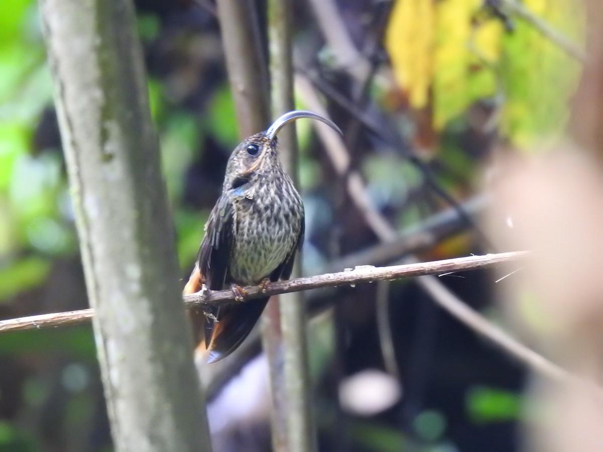 Buff-tailed Sicklebill - ML620461874