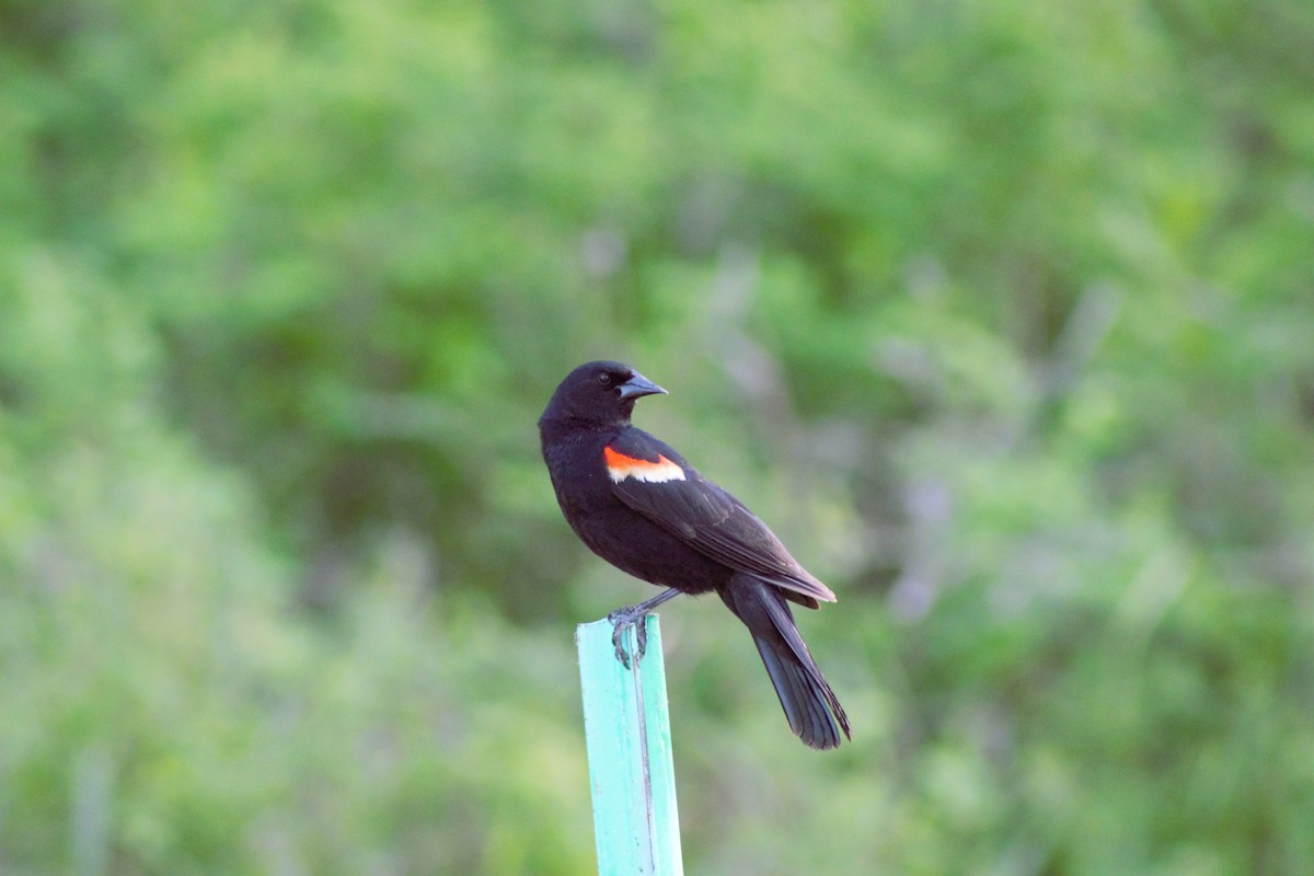 Red-winged Blackbird - ML620461883