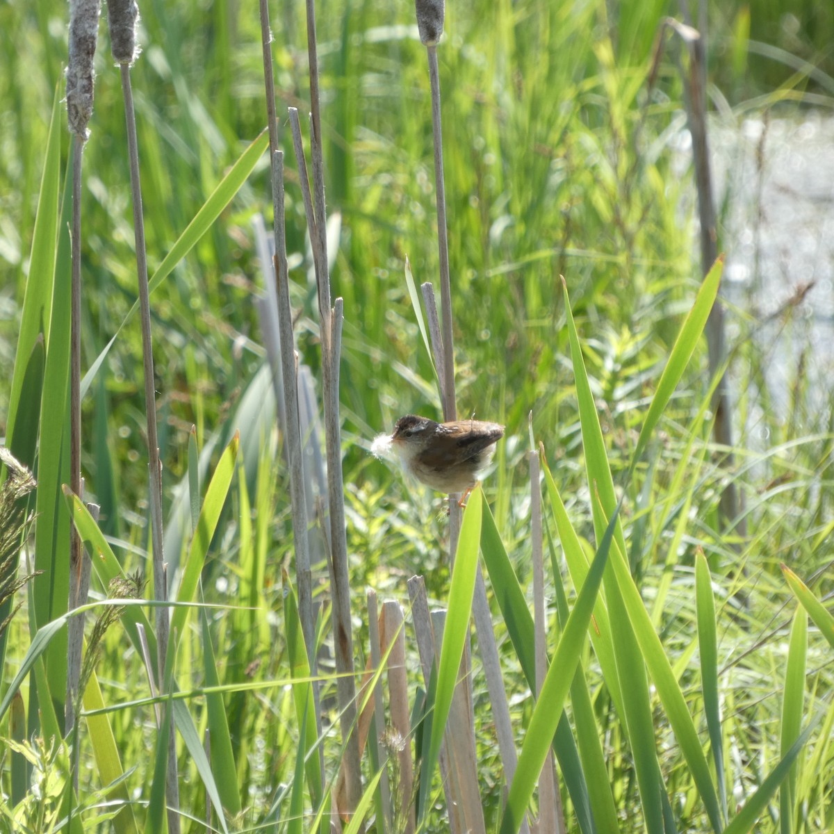 Marsh Wren - ML620461885