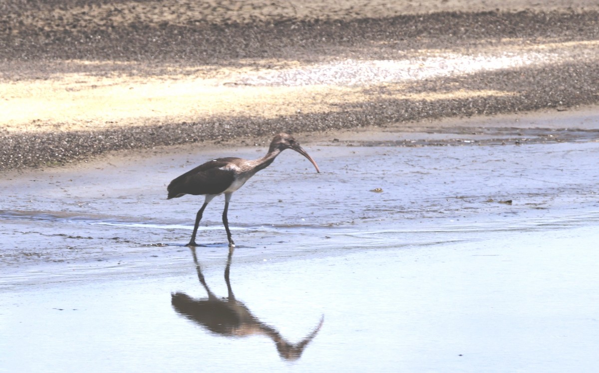 ibis bílý - ML620461889