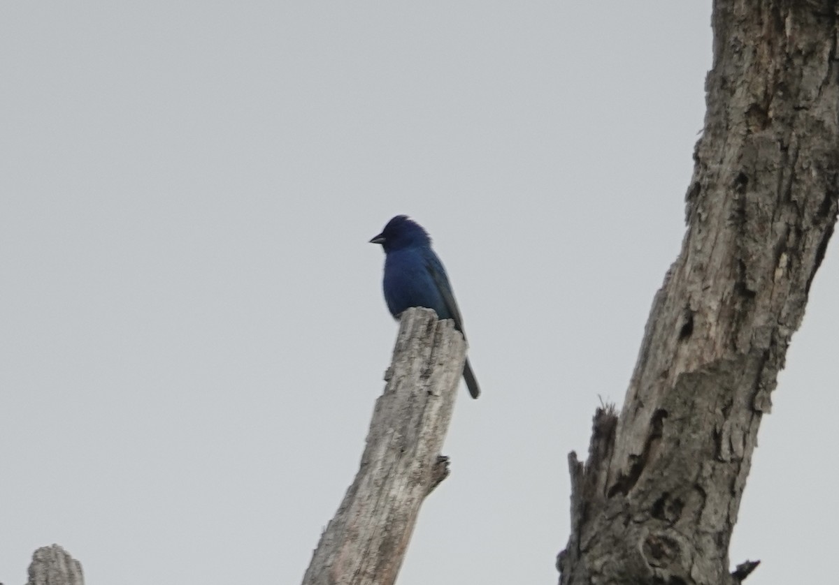 Indigo Bunting - ML620461890