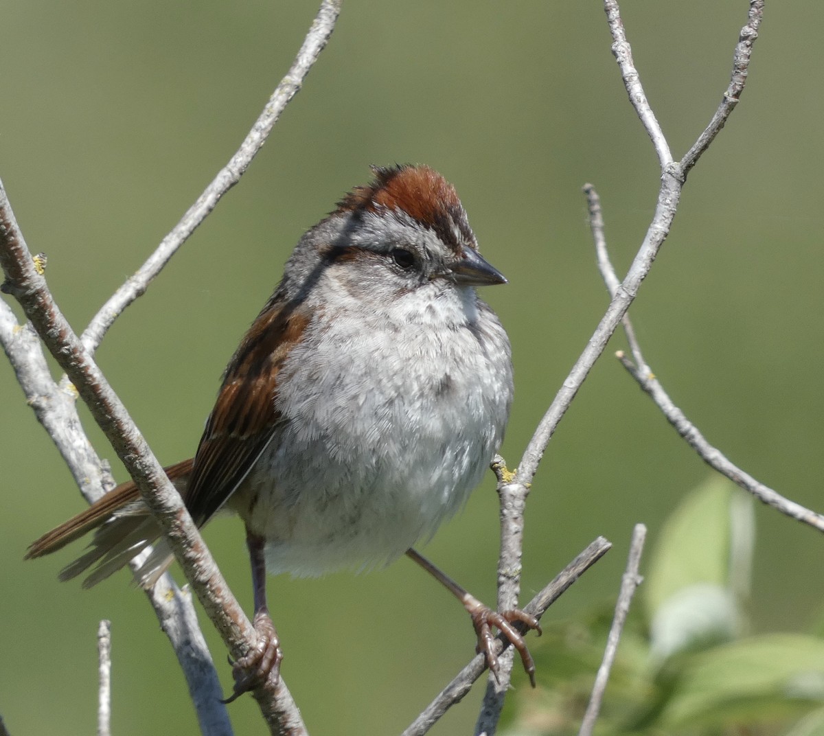 Swamp Sparrow - ML620461892