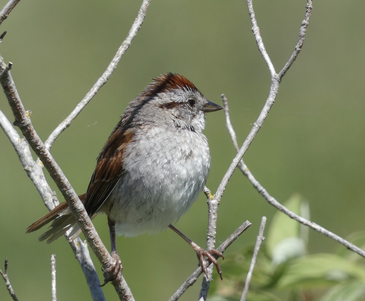 Swamp Sparrow - ML620461893