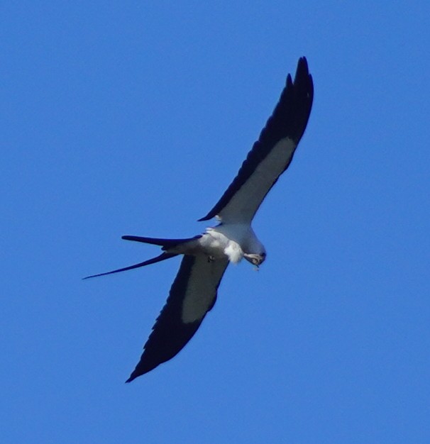 Swallow-tailed Kite - ML620461897