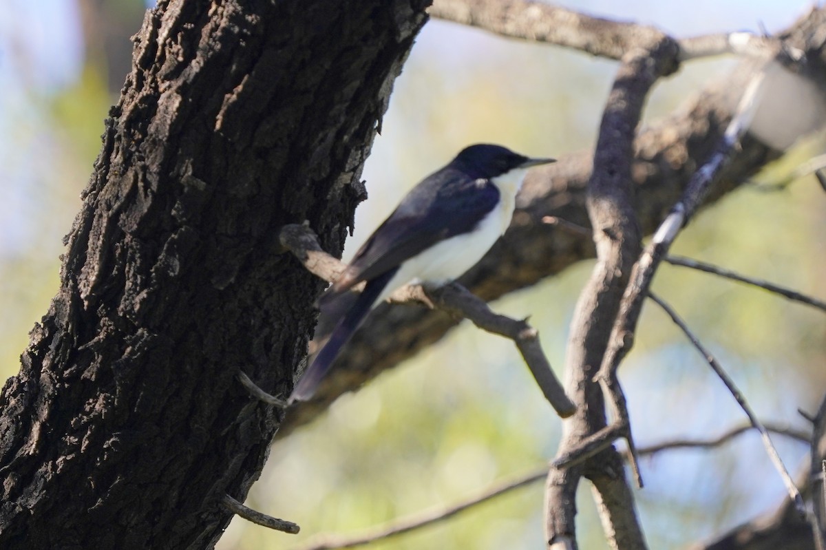 Restless Flycatcher - ML620461900